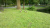 Waddling Mallard Ducks at Lafayette Park, St. Louis, Missouri