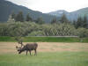 Wild Reindeer Wild Reindeer