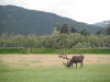 Alaskan Reindeer Alaskan Reindeer