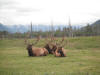 Pack of Reindeer Pack of Reindeer