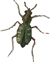 insect