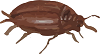 bug