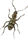insect
