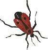 bug