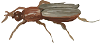 bug