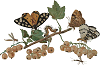 butterflies and caterpillars on a tree branch with edible berries