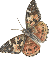 butterfly