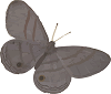 purple empire butterfly