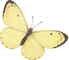 yellow butterfly