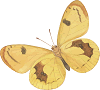 orange and brown butterfly
