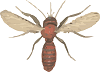flying insect