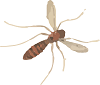 winged insect