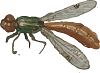 wasp