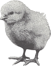 farmyard chick