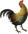 colorful barnyard cock