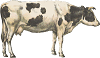 cow on the farm