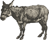donkey