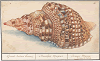 Charonia tritonis