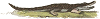 crocodile vector