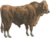brown ox or bullock