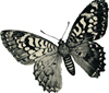butterfly