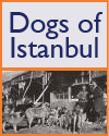 Dogs of Istanbul