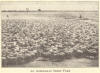 An Australian sheep farm, circa 1920.