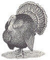 North American turkey