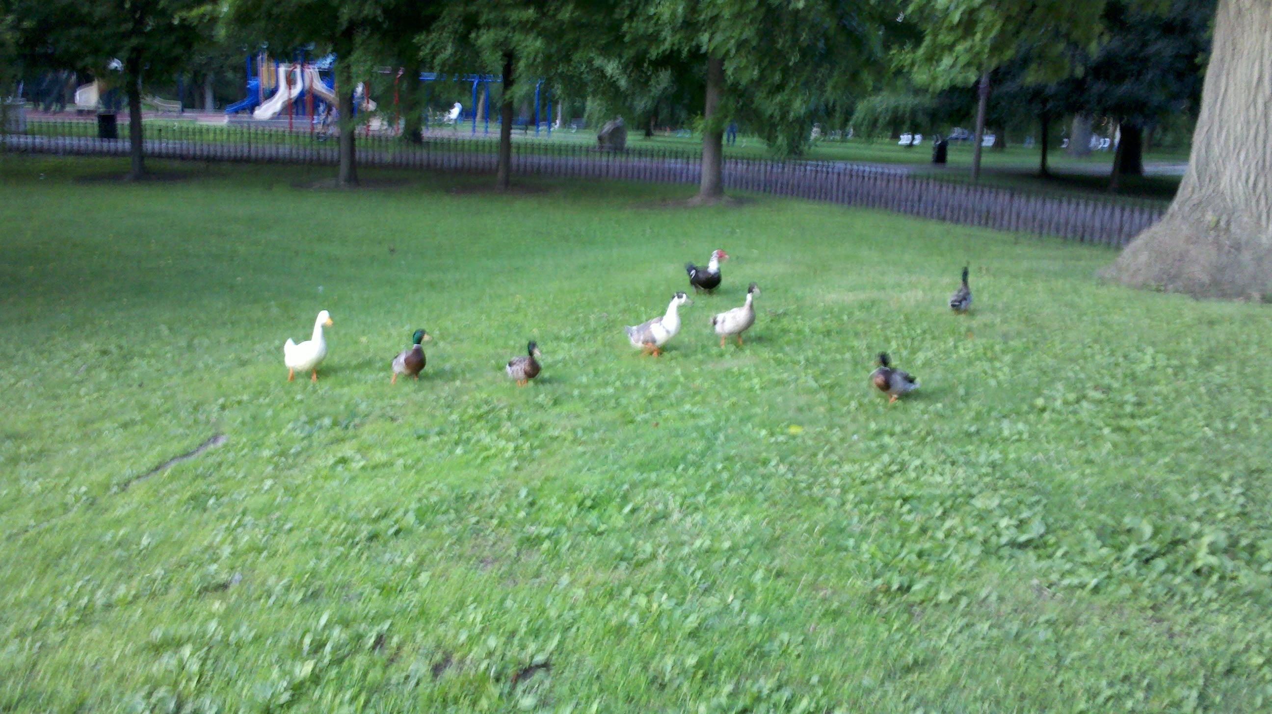 Assorted Ducks in Lafayette Park