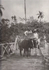 Bridge Across the Santa Fe River, Isle of Pines