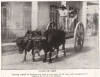Cuban Ox Cart