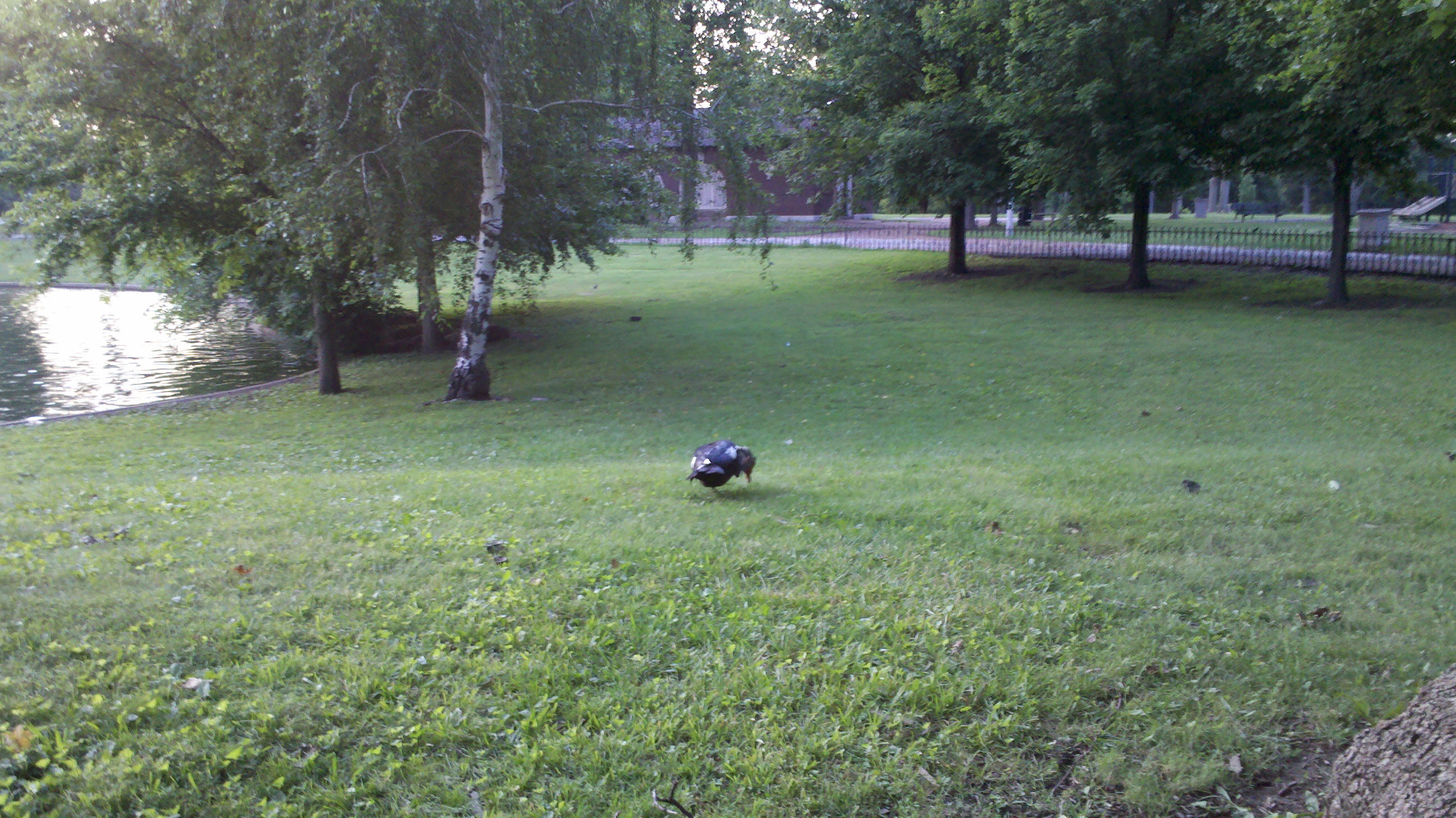 Duck in Lafayette Park, St. Louis, Missouri