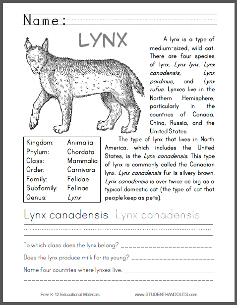 Lynx Canadensis Primary Worksheet - Free to print (PDF file) for lower elementary Science students.