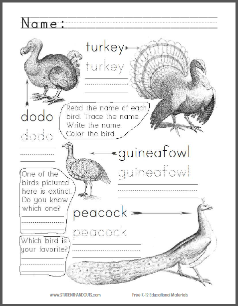 Types of Birds Worksheet for Lower Elementary - Free to print (PDF file).