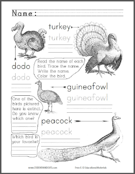 types of birds worksheet