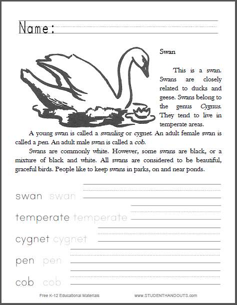 Swans Informational Text Coloring Sheet - Free to print (PDF file) for lower elementary students.