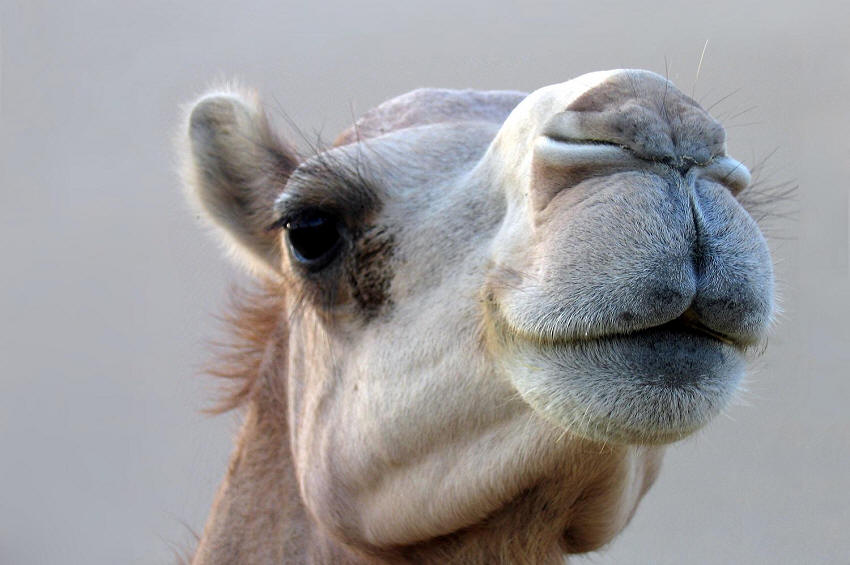 A camel of Abu Dhabi, United Arab Emirates (UAE).