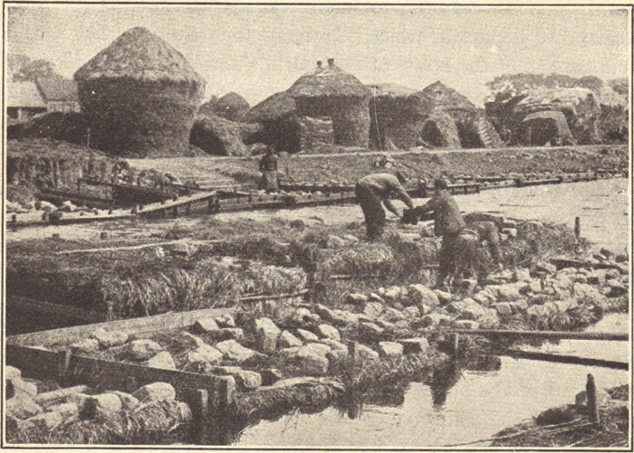 Soaking Flax on a Belgian Farm
