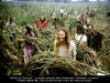 Harvest at "The Farm", a utopian commune near Summertown, Tennessee.