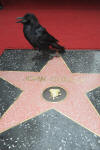 A Raven on John Cusack's Star on the Hollywood Walk of Fame