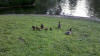 Family of Ducks at Lafayette Park, St. Louis, MO