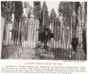 Oxen Grazing in a Turkish Cemetery