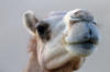 Abu Dhabi Camel
