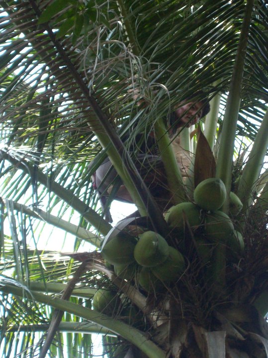 Fruit Picker of the Philippines