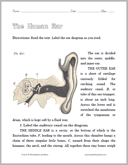 Read about and Diagram the Human Ear - Worksheet is free to print (PDF file).