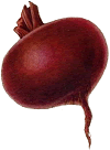 beet