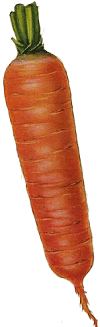 carrot