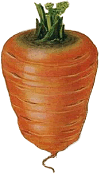 chubby carrot