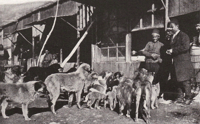 A FEW OF STAMBOUL'S (ISTANBUL'S) CANINE WARDS