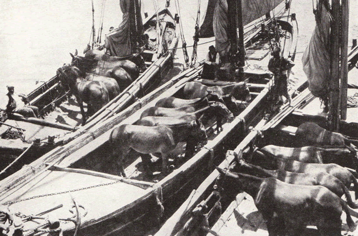 Missouri Mules Sent As Aid